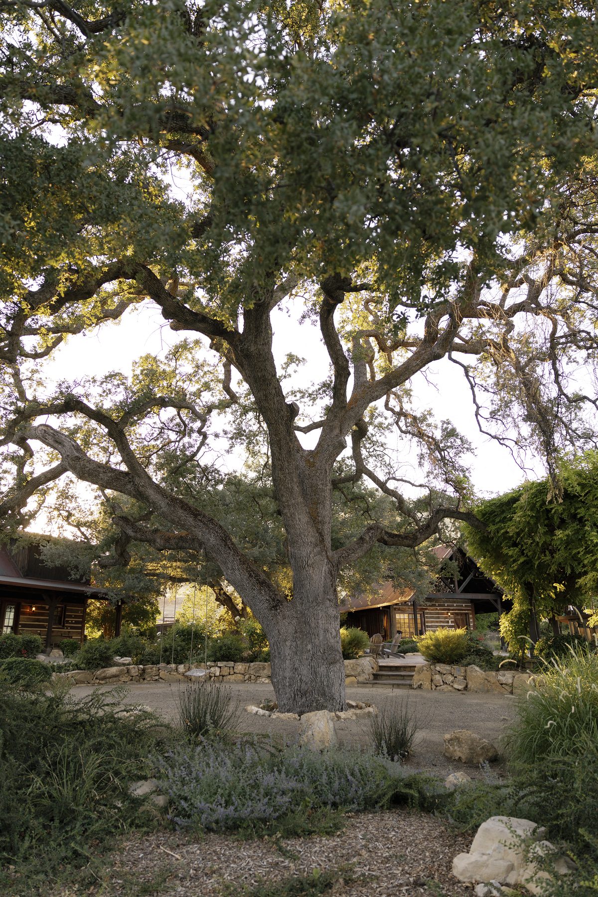 A great oak shading the guest quarters