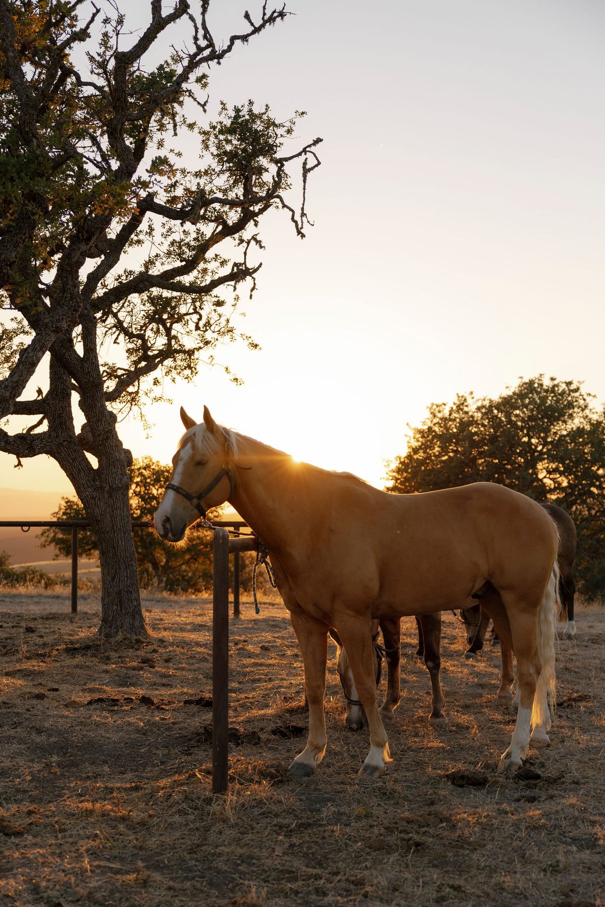 A palomino beneath an oak at sunset